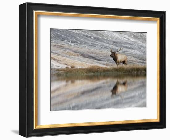 Bull Elk reflecting on pond at base of Canary Spring, Yellowstone National Park, Montana, Wyoming-Adam Jones-Framed Photographic Print