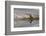 Bull Elk Reflecting on Pond at Base of Canary Spring, Yellowstone National Park, Wyoming-Adam Jones-Framed Photographic Print