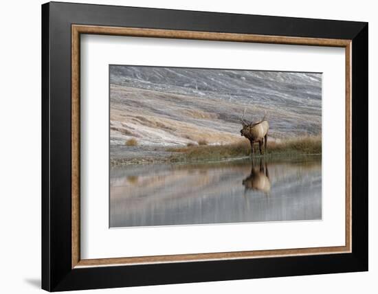 Bull Elk Reflecting on Pond at Base of Canary Spring, Yellowstone National Park, Wyoming-Adam Jones-Framed Photographic Print