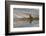 Bull Elk Reflecting on Pond at Base of Canary Spring, Yellowstone National Park, Wyoming-Adam Jones-Framed Photographic Print