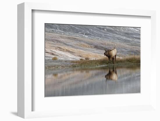 Bull Elk Reflecting on Pond at Base of Canary Spring, Yellowstone National Park, Wyoming-Adam Jones-Framed Photographic Print