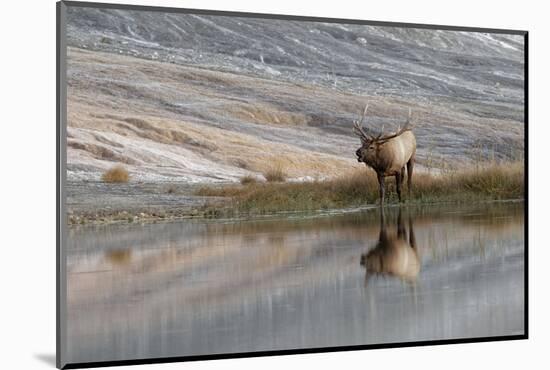 Bull Elk Reflecting on Pond at Base of Canary Spring, Yellowstone National Park, Wyoming-Adam Jones-Mounted Photographic Print