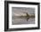 Bull Elk Reflecting on Pond at Base of Canary Spring, Yellowstone National Park, Wyoming-Adam Jones-Framed Photographic Print