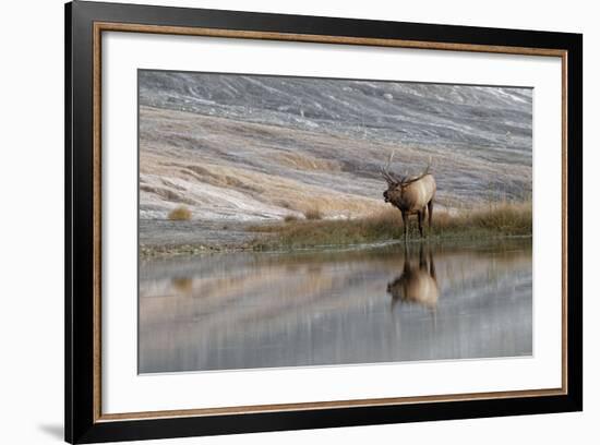 Bull Elk Reflecting on Pond at Base of Canary Spring, Yellowstone National Park, Wyoming-Adam Jones-Framed Photographic Print