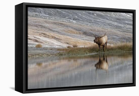 Bull Elk Reflecting on Pond at Base of Canary Spring, Yellowstone National Park, Wyoming-Adam Jones-Framed Premier Image Canvas