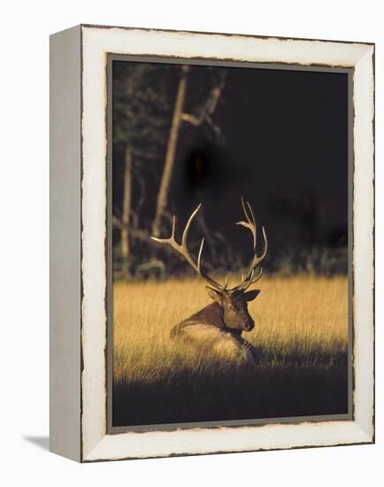 Bull Elk Resting Along Madison River, Cervus Elaphus Nelsoni, Yellowstone National Park, Wyoming-Maresa Pryor-Framed Premier Image Canvas