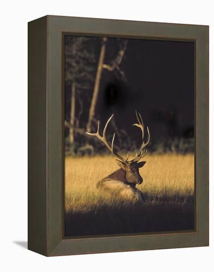 Bull Elk Resting Along Madison River, Cervus Elaphus Nelsoni, Yellowstone National Park, Wyoming-Maresa Pryor-Framed Premier Image Canvas