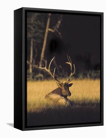 Bull Elk Resting Along Madison River, Cervus Elaphus Nelsoni, Yellowstone National Park, Wyoming-Maresa Pryor-Framed Premier Image Canvas