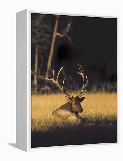 Bull Elk Resting Along Madison River, Cervus Elaphus Nelsoni, Yellowstone National Park, Wyoming-Maresa Pryor-Framed Premier Image Canvas