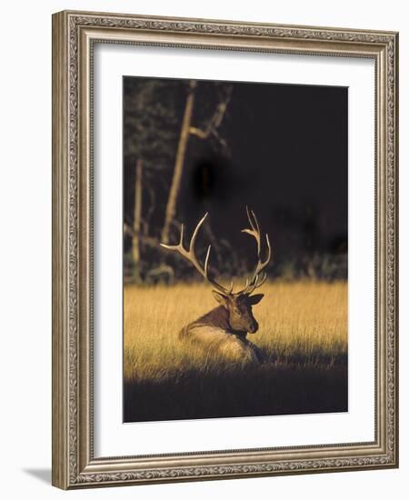 Bull Elk Resting Along Madison River, Cervus Elaphus Nelsoni, Yellowstone National Park, Wyoming-Maresa Pryor-Framed Photographic Print