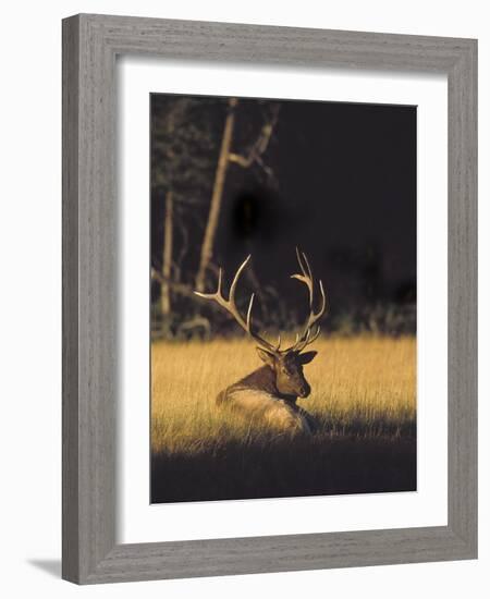 Bull Elk Resting Along Madison River, Cervus Elaphus Nelsoni, Yellowstone National Park, Wyoming-Maresa Pryor-Framed Photographic Print