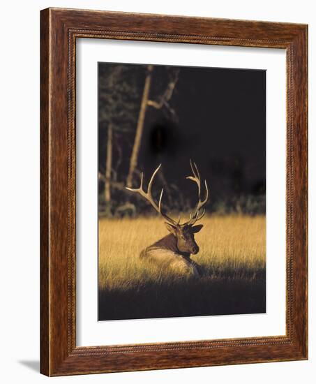 Bull Elk Resting Along Madison River, Cervus Elaphus Nelsoni, Yellowstone National Park, Wyoming-Maresa Pryor-Framed Photographic Print