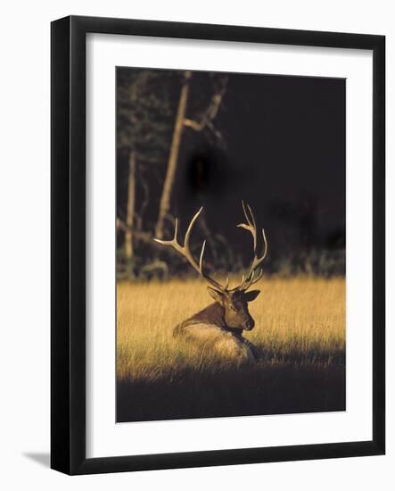 Bull Elk Resting Along Madison River, Cervus Elaphus Nelsoni, Yellowstone National Park, Wyoming-Maresa Pryor-Framed Photographic Print