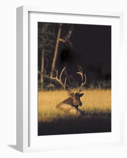 Bull Elk Resting Along Madison River, Cervus Elaphus Nelsoni, Yellowstone National Park, Wyoming-Maresa Pryor-Framed Photographic Print