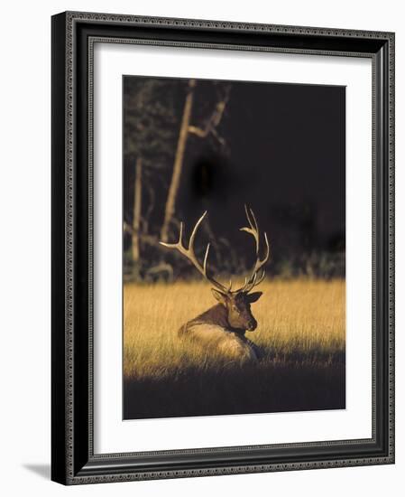 Bull Elk Resting Along Madison River, Cervus Elaphus Nelsoni, Yellowstone National Park, Wyoming-Maresa Pryor-Framed Photographic Print