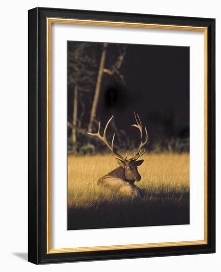 Bull Elk Resting Along Madison River, Cervus Elaphus Nelsoni, Yellowstone National Park, Wyoming-Maresa Pryor-Framed Photographic Print