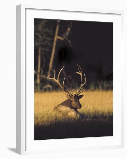 Bull Elk Resting Along Madison River, Cervus Elaphus Nelsoni, Yellowstone National Park, Wyoming-Maresa Pryor-Framed Photographic Print