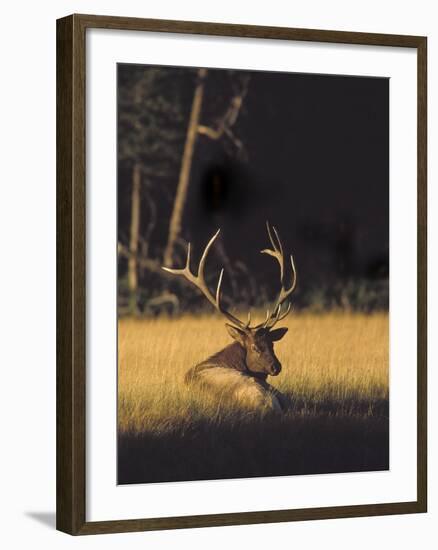 Bull Elk Resting Along Madison River, Cervus Elaphus Nelsoni, Yellowstone National Park, Wyoming-Maresa Pryor-Framed Photographic Print