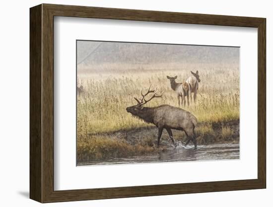 Bull Elk with Females on Foggy Morning Along Madison River, Yellowstone National Park, Wyoming-Adam Jones-Framed Photographic Print