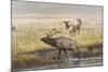 Bull Elk with Females on Foggy Morning Along Madison River, Yellowstone National Park, Wyoming-Adam Jones-Mounted Photographic Print