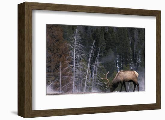 Bull Elk, Wyoming-Art Wolfe-Framed Art Print