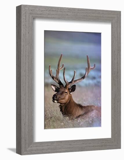 Bull Elk-W. Perry Conway-Framed Photographic Print