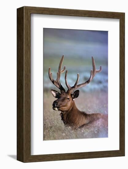 Bull Elk-W. Perry Conway-Framed Photographic Print