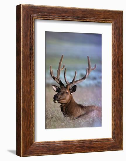 Bull Elk-W. Perry Conway-Framed Photographic Print