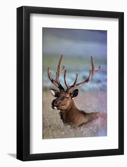 Bull Elk-W. Perry Conway-Framed Photographic Print