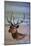 Bull Elk-W. Perry Conway-Mounted Photographic Print