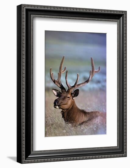 Bull Elk-W. Perry Conway-Framed Photographic Print