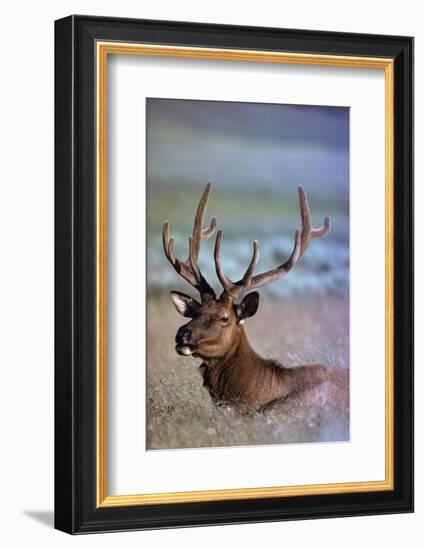 Bull Elk-W. Perry Conway-Framed Photographic Print