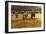 Bull Fight, 20th Century-null-Framed Giclee Print