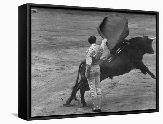 Bull Fighter Manolete Raising His Cape as Bull Charges Past Him in Bull Ring During Bull Fight-William C^ Shrout-Framed Premier Image Canvas