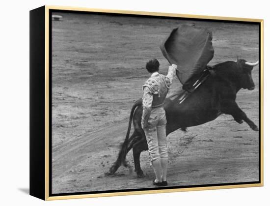 Bull Fighter Manolete Raising His Cape as Bull Charges Past Him in Bull Ring During Bull Fight-William C^ Shrout-Framed Premier Image Canvas