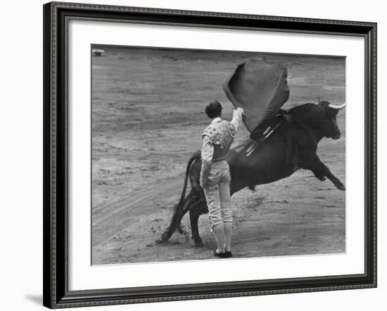 Bull Fighter Manolete Raising His Cape as Bull Charges Past Him in Bull Ring During Bull Fight-William C^ Shrout-Framed Premium Photographic Print