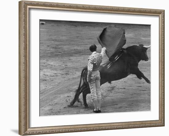 Bull Fighter Manolete Raising His Cape as Bull Charges Past Him in Bull Ring During Bull Fight-William C^ Shrout-Framed Premium Photographic Print