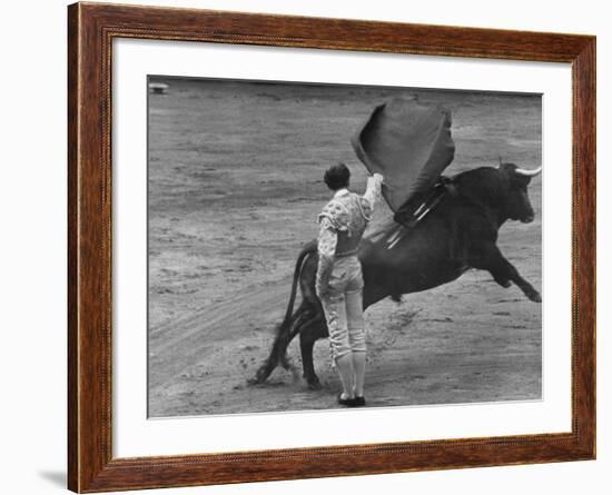 Bull Fighter Manolete Raising His Cape as Bull Charges Past Him in Bull Ring During Bull Fight-William C^ Shrout-Framed Premium Photographic Print