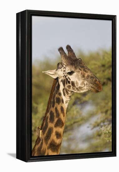 Bull Masai Giraffe Portrait with Ox Pecker, Ngorongoro, Tanzania-James Heupel-Framed Premier Image Canvas