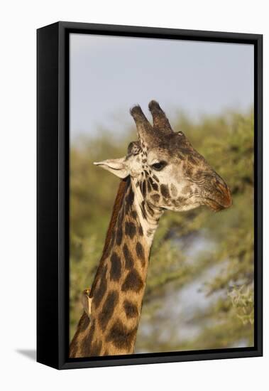 Bull Masai Giraffe Portrait with Ox Pecker, Ngorongoro, Tanzania-James Heupel-Framed Premier Image Canvas