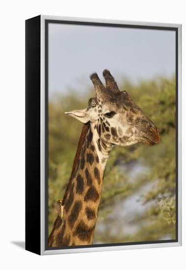 Bull Masai Giraffe Portrait with Ox Pecker, Ngorongoro, Tanzania-James Heupel-Framed Premier Image Canvas