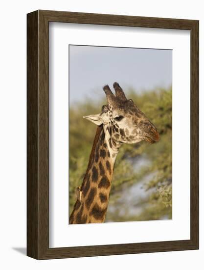 Bull Masai Giraffe Portrait with Ox Pecker, Ngorongoro, Tanzania-James Heupel-Framed Photographic Print