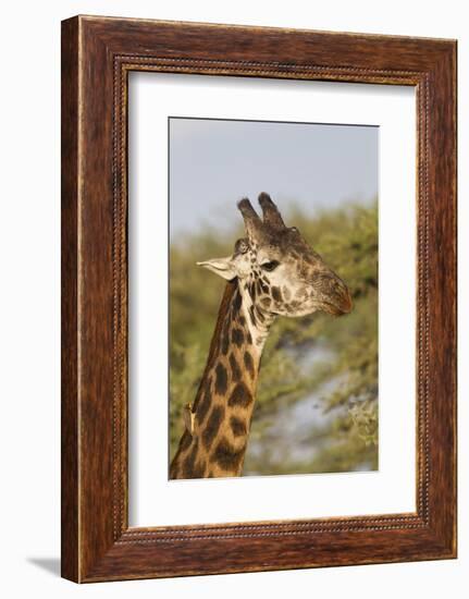 Bull Masai Giraffe Portrait with Ox Pecker, Ngorongoro, Tanzania-James Heupel-Framed Photographic Print