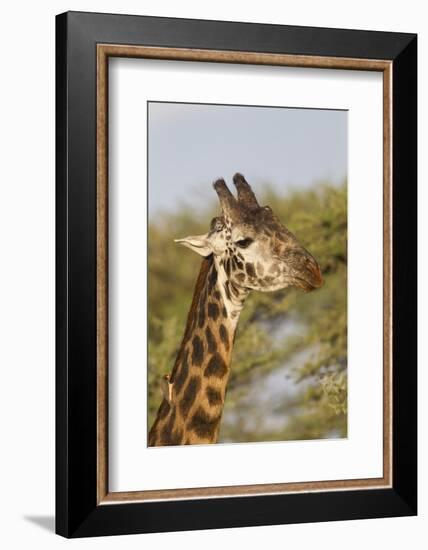 Bull Masai Giraffe Portrait with Ox Pecker, Ngorongoro, Tanzania-James Heupel-Framed Photographic Print