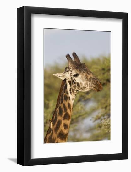 Bull Masai Giraffe Portrait with Ox Pecker, Ngorongoro, Tanzania-James Heupel-Framed Photographic Print