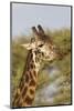 Bull Masai Giraffe Portrait with Ox Pecker, Ngorongoro, Tanzania-James Heupel-Mounted Photographic Print