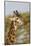 Bull Masai Giraffe Portrait with Ox Pecker, Ngorongoro, Tanzania-James Heupel-Mounted Photographic Print