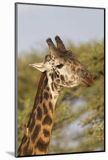 Bull Masai Giraffe Portrait with Ox Pecker, Ngorongoro, Tanzania-James Heupel-Mounted Photographic Print