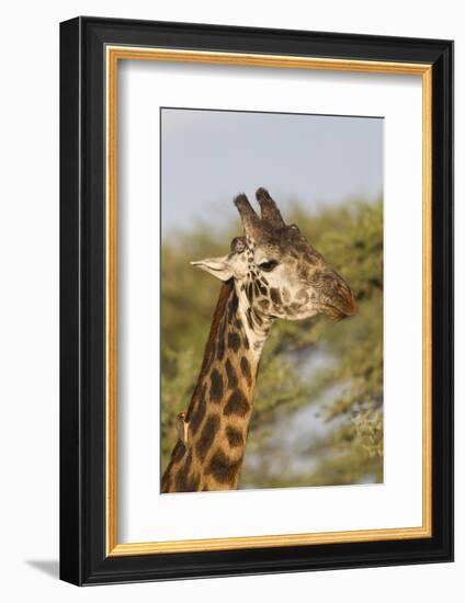 Bull Masai Giraffe Portrait with Ox Pecker, Ngorongoro, Tanzania-James Heupel-Framed Photographic Print