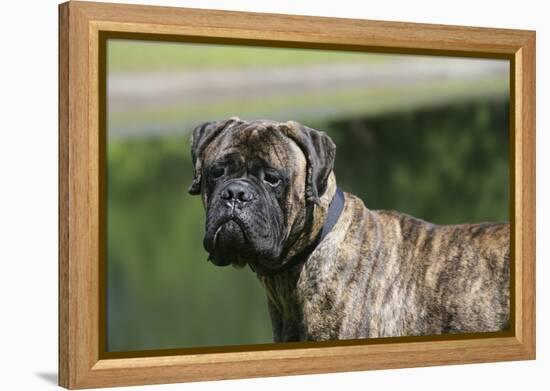 Bull Mastiff 12-Bob Langrish-Framed Premier Image Canvas